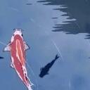 Koi Discord Server Icon