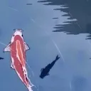 𝕂𝕠𝕚 Discord Server Icon