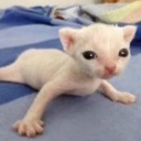 Kata Serber Discord server icon