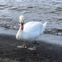 モロハウス