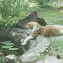 • âž¢ Cat Garden • âž¢