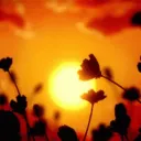 ✿❀ サンセット ❀✿ discord icon