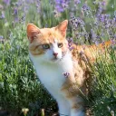 ۫ ७ ː 🪵  lavenders field