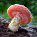 Cal Mycology