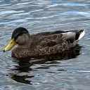 Daily Dose of Duck's icon