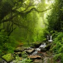 LingoLizard Language Jungle