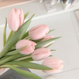 ﹒Tokichi ﹒ ༄ - discord server icon