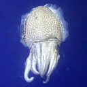 ᔦꙬᔨ