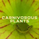 John's Carnivorous Plants