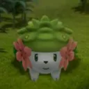 Pokemon Shaymin