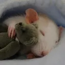 The Rat Warren
