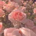 ✧.* Rosies . decor . gfx