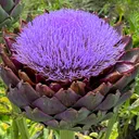 Artichokes