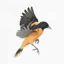 UMD Naturalist Society