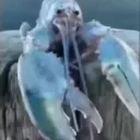 Azul Langosta