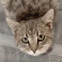 Capitalhumanesociety.org Discord Server Icon