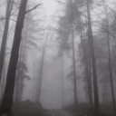 dark woods 🌲