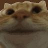 Catnod Appreciators
