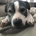 Stoop Dog's Dog Pals