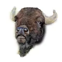 BISONISM