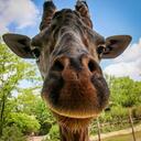 Giraff Asylum Discord Server Icon