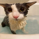 Shadows Forklift Discord server icon