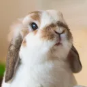 🥕 RAVA'D ™🥕