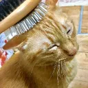えとらの鯖だよ