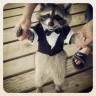 Racoon MC Survival