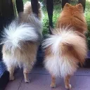 Swalhilic Resonance Discord server icon