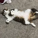 Evening Oasis Discord Server Icon