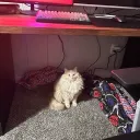 Evening Oasis Discord Server Icon