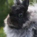 -͟͟͞ ADA — INACTIVE ! Discord Server Icon