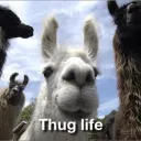 Llama Gang