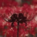 ~ Sora nozomi ~ Discord Server Icon