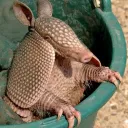 The Armadillo Kingdom