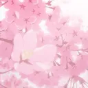 ෆ봄을 닮은 너ෆ