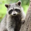 RaccoBreez's Server