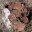 Rabbit Breeder’s Association