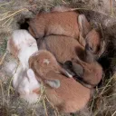 Rabbit Breeder’s Association Discord Server Icon