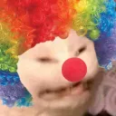 🤡ClownCat😺