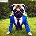 A.I Pugs