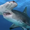 Fookin Hammerheads