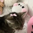 cats r cute