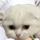 big army Discord Server Icon