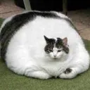 🍕𝗖𝗢𝗠𝗨𝗡𝗜𝗗𝗔𝗗𝗘 𝗗𝗢 𝗗𝗘𝗦𝗘𝗠𝗣𝗥𝗘𝗚𝗢🍕