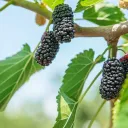 SIU Foraging Club