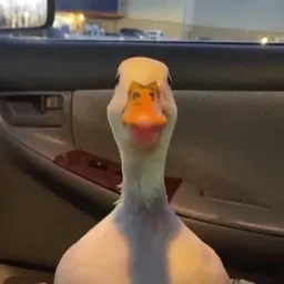 Duck’s club - Discord Server Duck’s club - Discord Server