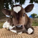 Cow Emotes