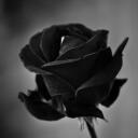 Black Rose  Discord Server Icon